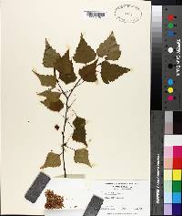 Betula populifolia image