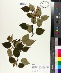 Betula cordifolia image