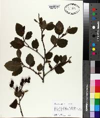 Alnus crispa image