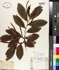 Castanea pumila var. ashei image