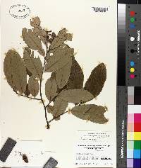 Castanea pumila var. ashei image