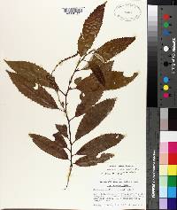 Castanea pumila var. ashei image