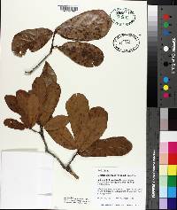 Quercus arkansana image