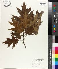 Quercus borealis var. maxima image