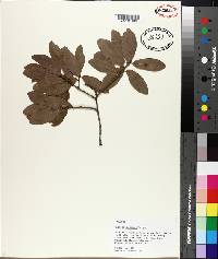 Quercus chapmanii image