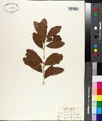 Quercus chapmanii image
