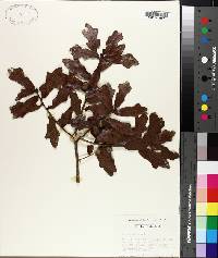 Quercus chapmanii image