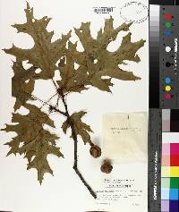 Quercus coccinea image