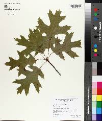 Quercus coccinea image