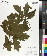 Quercus comptoniae image