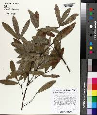 Quercus pumila image