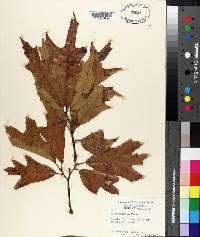 Quercus falcata image