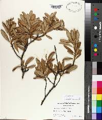 Quercus geminata image