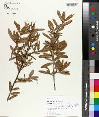 Quercus geminata image