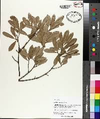 Quercus geminata image