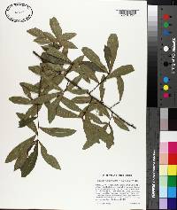 Quercus hemisphaerica image