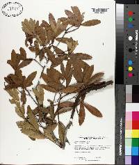 Quercus hemisphaerica image