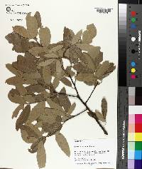 Quercus incana image