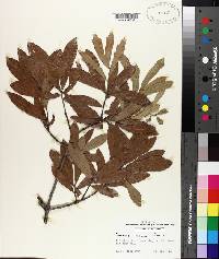 Quercus incana image