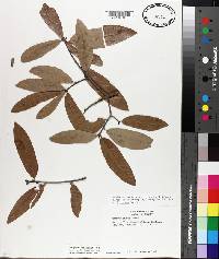 Quercus incana image