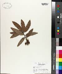 Quercus incana image