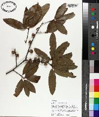 Quercus incana image