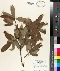 Quercus incana image