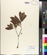 Quercus incana image