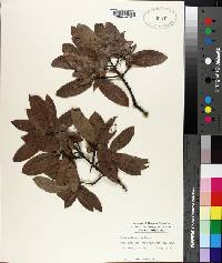 Quercus incana image