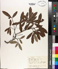 Quercus incana image