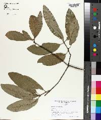 Quercus incana image