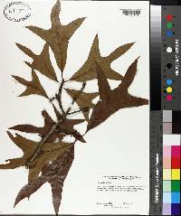 Quercus laevis image