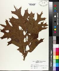 Quercus laevis image