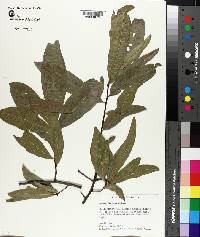 Quercus laurifolia image