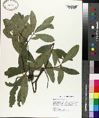 Quercus laurifolia image