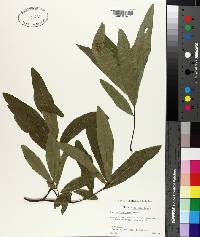 Quercus laurifolia image