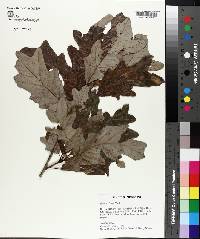 Quercus lyrata image