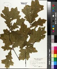 Quercus lyrata image