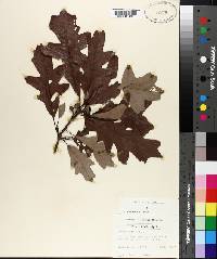 Quercus lyrata image