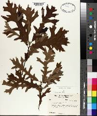 Quercus lyrata image