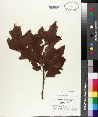 Quercus lyrata image