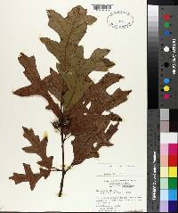 Quercus lyrata image