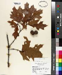 Quercus lyrata image