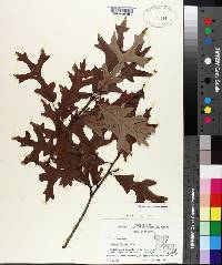 Quercus lyrata image