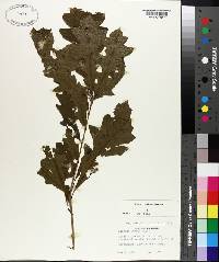 Quercus lyrata image