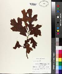 Quercus margarettiae image