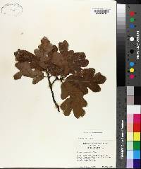 Quercus margarettiae image