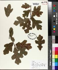 Quercus margarettiae image