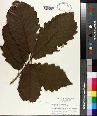 Quercus michauxii image