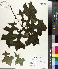 Quercus texana image